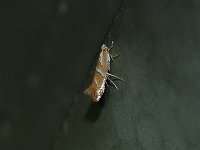 Cameraria saccharella